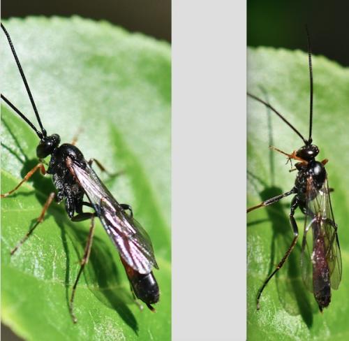 Réf. 280 950 : Campopleginae inconnu